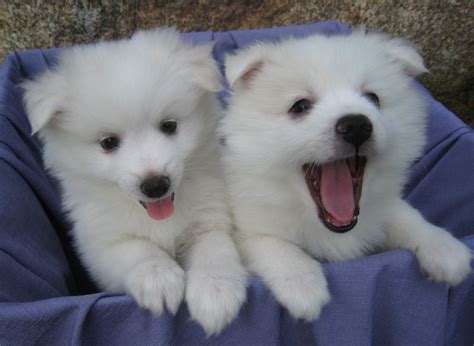 If you're searching for that perfect name for your american eskimo dog, then we can help you out. American Eskimo Dog Puppies For Sale | California Street ...