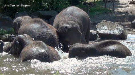 Diergaarde Blijdorp Elephants Go For A Swim 01 06 2017 Youtube