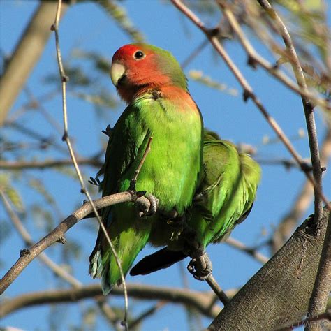 Img3293sr Phoenix Arizona Parrot Aka Peach Faced Loveb Flickr