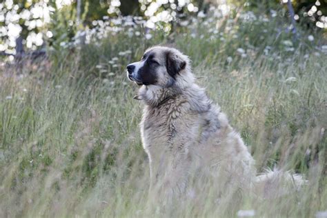 Top 10 Biggest Dog Breeds In The World Ebay