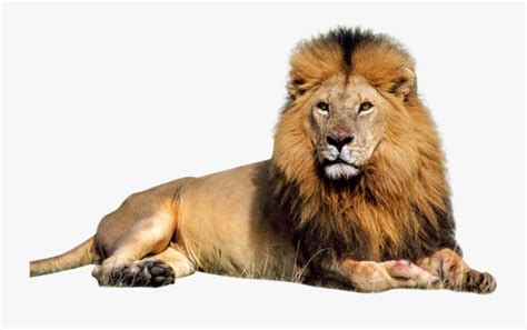Lion Sitting Images Png Free Transparent Clipart Clipartkey