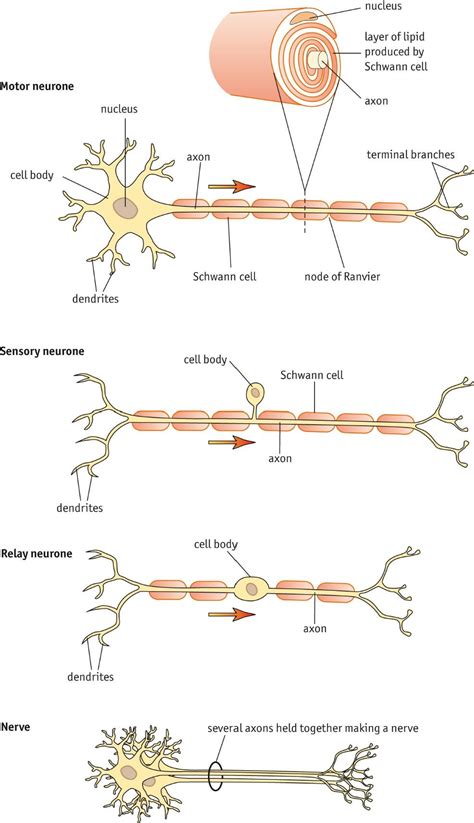 Nerve Cell Structure And Schwann Cells Nerve Cell Nerve Cell