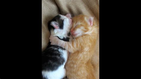 Cute Kittens Hugging Youtube