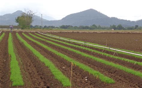 How To Prepare The Seedlings For Transplanting Irri Rice Knowledge Bank