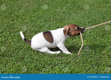 Puppy Tugging On A Rope Royalty Free Stock Photography Image 15346987