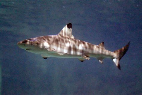 Blacktip Reef Sharks Animals Discover Blue Reef Aquarium Newquay
