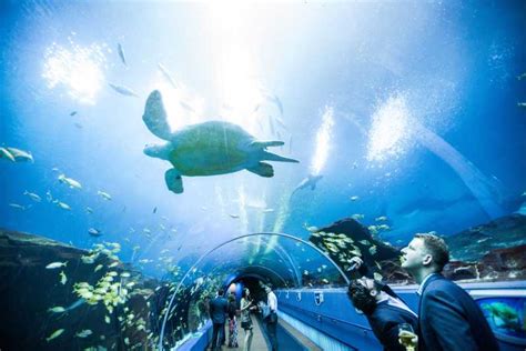 Georgia Aquarium Ocean Voyager Virtuelle Tour Getyourguide