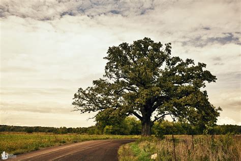 Missouri Bur Oak Tree Flickr Photo Sharing