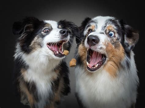 Photographer Christian Vieler Amazingly Captured The Portraits Of Dogs