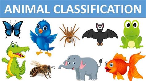 Animal Classification Science Quizizz