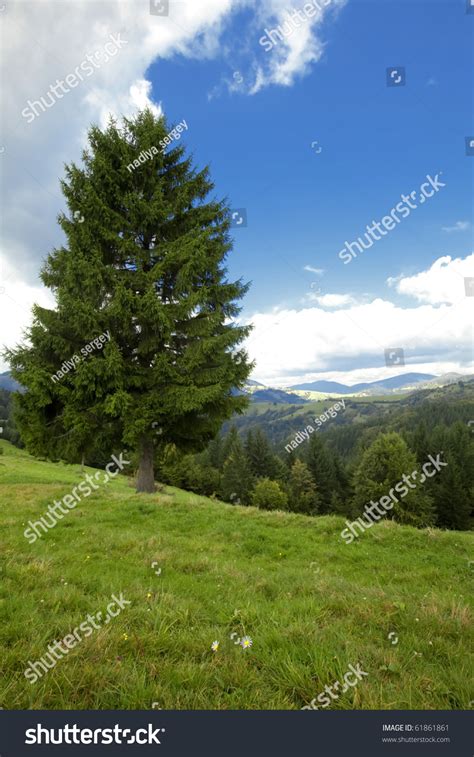 Summer Pine Forest And Cloudy Blue Sky Mountain Landscape Stock Photo