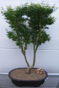 Shishigashira lions head japanese maple. Shishigashira Japanese Maple Bonsai Tree(acer palmatum ...