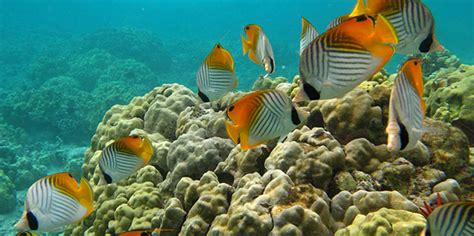 Division Of Aquatic Resources Coral Reefs