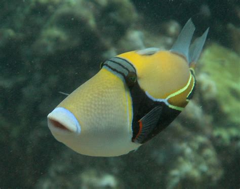 Humuhumunukunukuapuaa The State Fish Of Hawaii Flickr