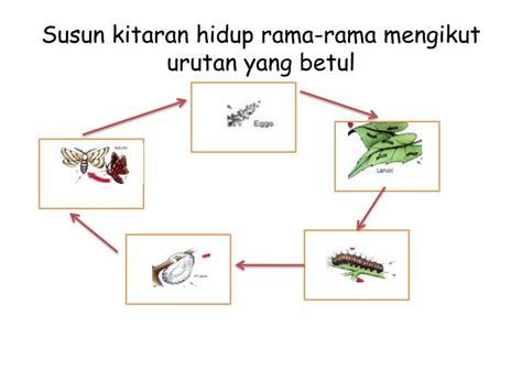 Dokumen standard kurikulum2.3 memahami tumbesaran haiwan2.3.2 mengenal pasti perubahan yang berlaku pada haiwan sejak dilahirkan iaitu membesar dari segi perubahan rupa dan pertambahan saiz.dokumen standard. PPT - Susun Kitar Hidup Rama-rama PowerPoint Presentation ...