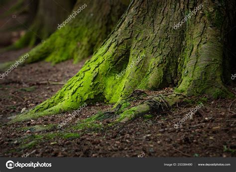 Mystical Woods Natural Green Moss On The Old Oak Tree Roots Stock