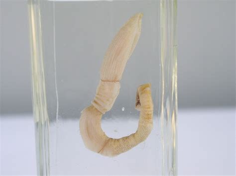 Human Limb Regrowth With Acorn Worm Dna Human Limb Regeneration