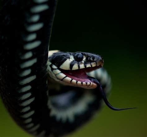 The Snake By Anders Grönlund On 500px Snake Beautiful Snakes