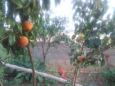 Multi Grafted Tree Got Fruit General Fruit Growing Growing Fruit