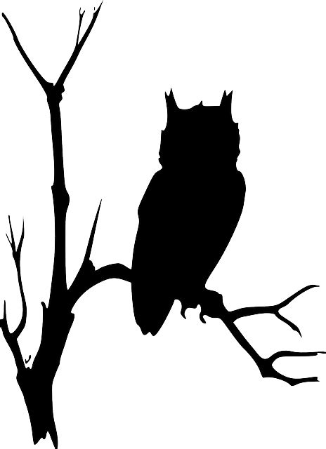 Owl Clip Art Vector Graphics Branch Silhouette Braches Background Png