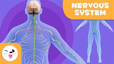 The following diagram is provided as an overview of and topical guide to the human nervous system: The Nervous System - Human anatomy for children - YouTube