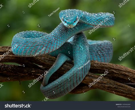 Attack Position Blue Viper Snake Morning Stock Photo 1505462684