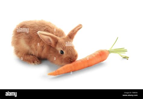 Cute Fluffy Bunny Eating Carrot On White Background Stock Photo Alamy