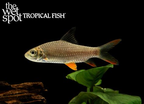 Hypselobarbus Jerdoni Tropical Freshwater Fish For Sale Online The