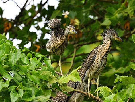 224a5983 Aaa Yellow Crowned Night Heron George Williams Flickr