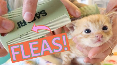 How To Get Rid Of Fleas On Kittens 6 Weeks Old