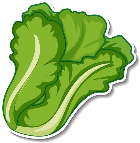 Lettuce Vector Art Icons And Graphics For Free Download