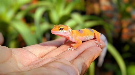 Baby Leopard Gecko Care The Ultimate Beginners Guide