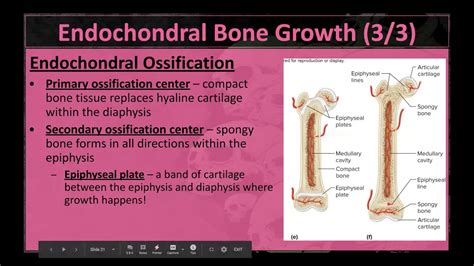 Anatomy Chapter 7 Bone Growth Processes And Epiphyseal Plates Youtube