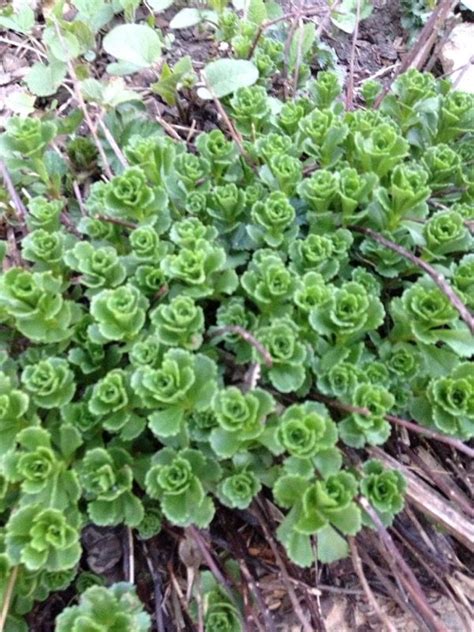 As groundcover, it would readily cover the ground to form a low growing thick mat of dark green or coppery leaves. Free Plant Identification | Easy plants to grow, Planting ...