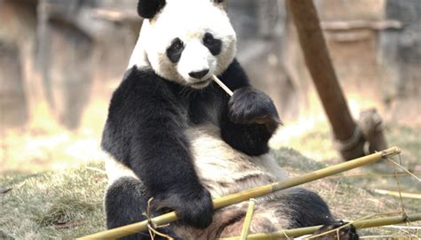 Worlds Oldest Captive Giant Panda Celebrates 38th Birthday