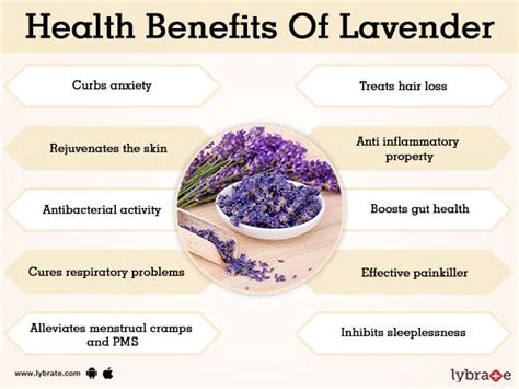 Benefits Of Lavender And Its Side Effects Lybrate