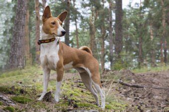 These are also called the african barkless dog. Are Basenjis Hypoallergenic Dogs? | Hypoallergenic Dog