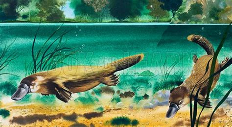 The number of platypuses in the wild has never been determined. The Platypus is one of nature's oddities - Historical ...