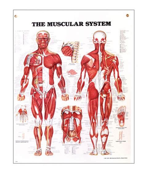 Printable Muscle Anatomy Chart Muscle Anatomy Posterscharts Porn Sex Picture