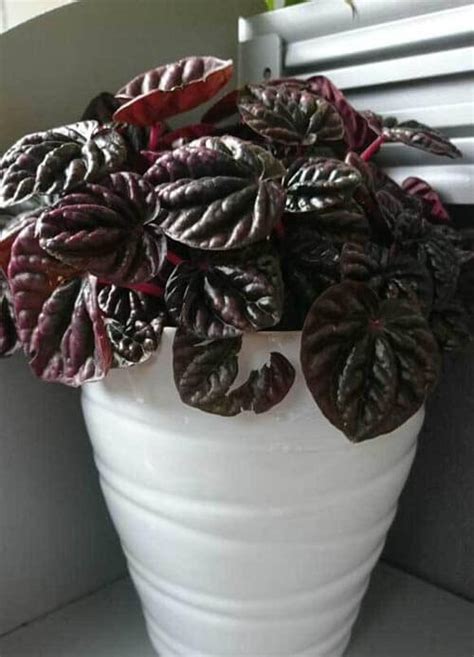 Check spelling or type a new query. Peperomia (Radiator Plant / Desert Privet Plant) Guide ...