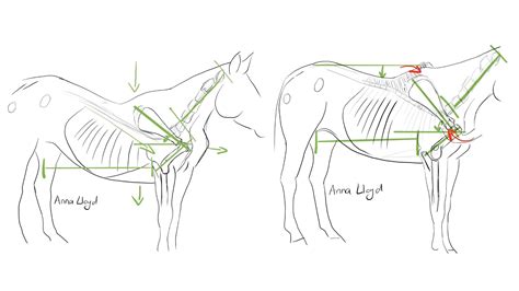 Clinical Reasoning Of An Equine Shoulder Pathology Onlinepethealth