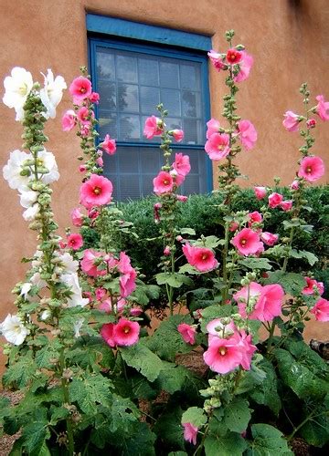 Hollyhocks Hollyhocks In Santa Fe New Mexico Limegreenkayak Flickr