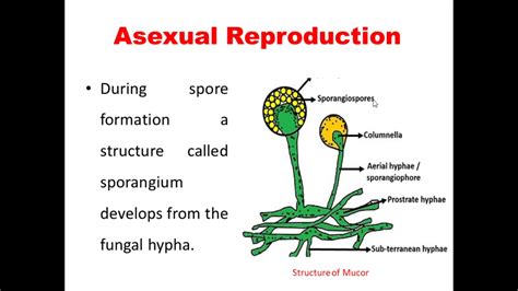 Asexual Reproduction 2 Youtube