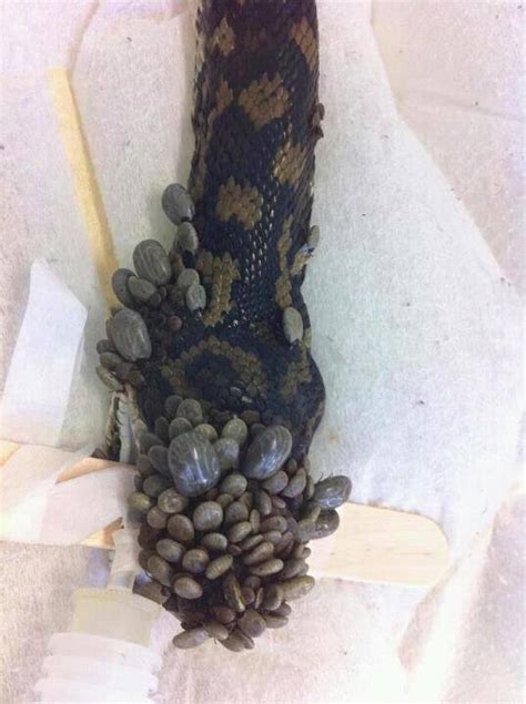 Snake Covered In Blood Sucking Ticks