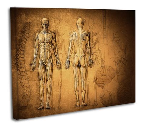 Cuadro Lienzo Canvas 80x120cm Anatomia Cuerpo Humano Columna Meses
