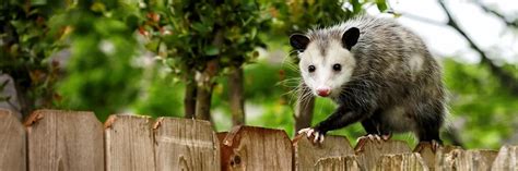Opossum Control How To Get Rid Of Opossums Diy Opossum Treatment