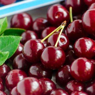 Fruit Trees & Plants - Edible Garden - The Home Depot