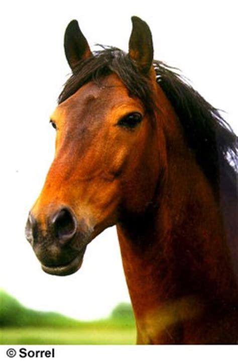 konie brytyjski kon goracokrwisty