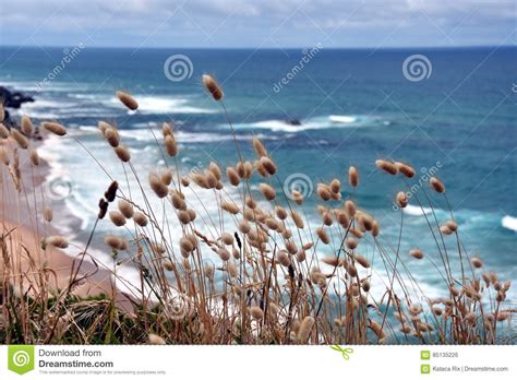 Coastal Grasses On The Coast Stock Photo Image Of Plant Australia