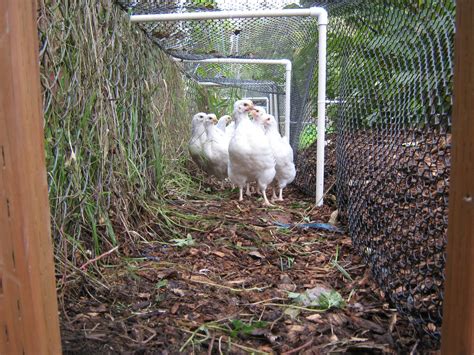 This Amazing DIY CHICKEN RUN Is What Your Backyard Needs Types Of